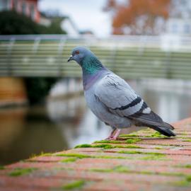 Urbanites Go Wild: City Nature Challenge 2018